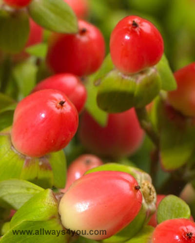 Hypericum  Red Baron Flowers